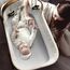 Pătuț BABYGO Sleepgood, Mesh, 8 image