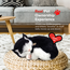 Интерактивная игрушка PERFECT PETZZZ, "Черно-белый котенок", изображение 4