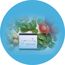 Пищевая добавка KIRRANO DiabeSlim, 60 капсул, изображение 3