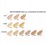 Fond de ten GOLDEN ROSE Matte Perfection Foundation W3, 35 ml, 2 image
