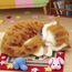 Jucarie interactiva PERFECT PETZZZ, "Pisicuta tabby portocalie"