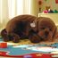 Jucarie interactiva PERFECT PETZZZ, "Labrador Ciocolatiu"