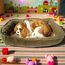 Интерактивная игрушка PERFECT PETZZZ, "Кокер-спаниель"